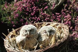 Zwei junge Waldkauze in einem Körbchen