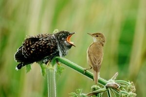 Vogel- und NaturschutzTierpark