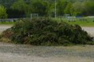 Baum und Heckenschnitt