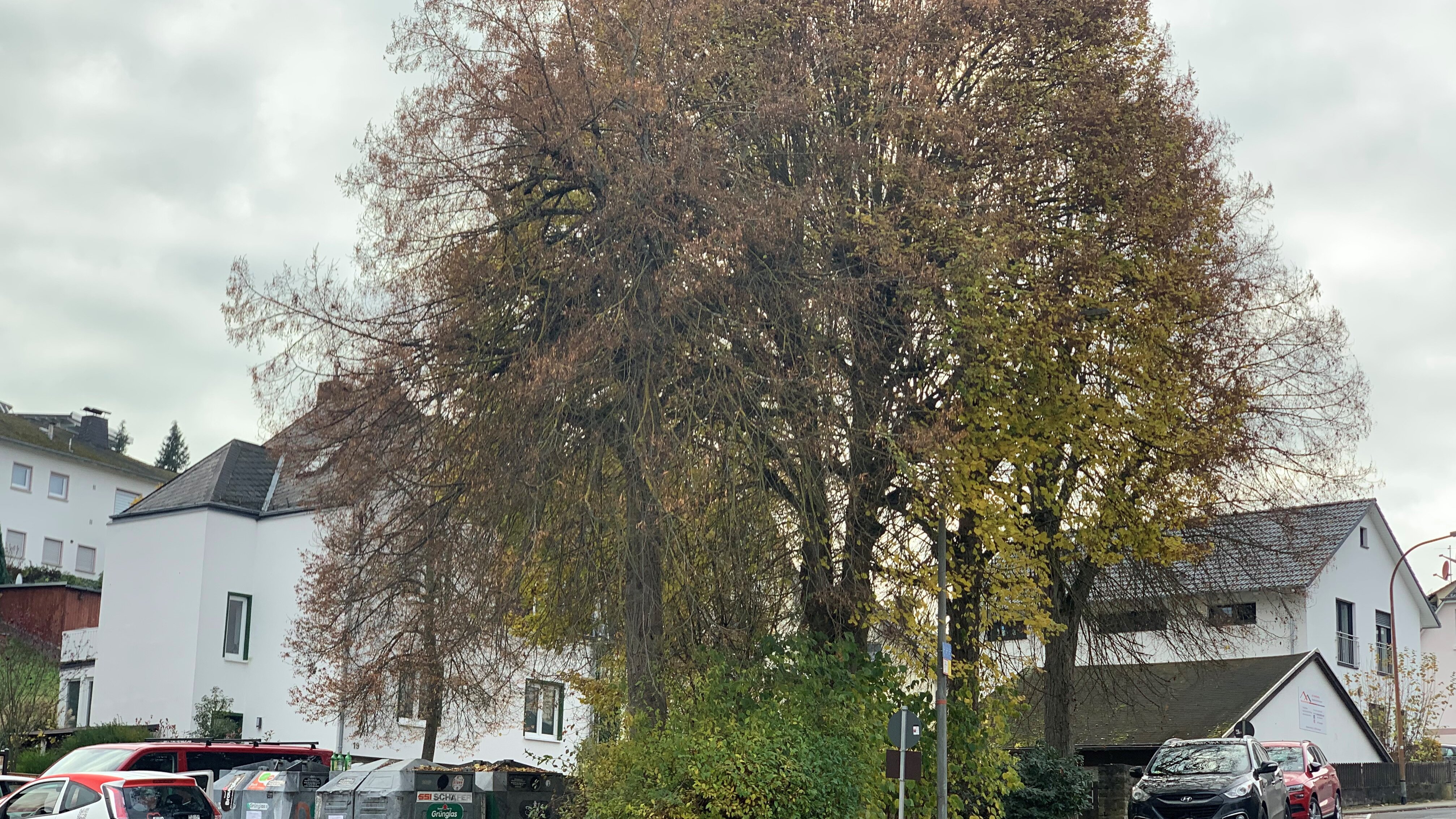 Linden vor der Baumpflege