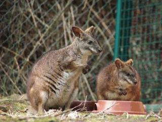 Kleines Parmakänguru sitzt im Gras