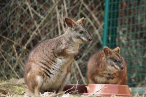 Kleines Parmakänguru sitzt im Gras