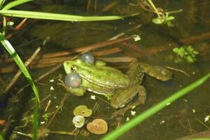 Gruenfrosch im Biotpoteich