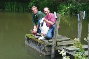 Schwan im Wildgehege