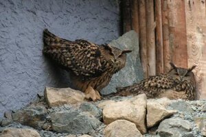 Eulen im Vogelpark Herborn