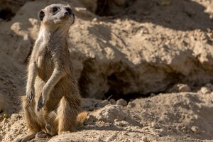 Erdmännchen im Tierpark Herborn.