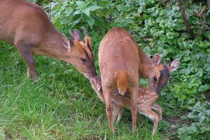 Vogelpark, Uckersdorf, Tierschutzpark, Tierpark, Tiere, Muntjak, Tiergeburt