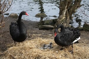 Vogel- und NaturschutzTierpark