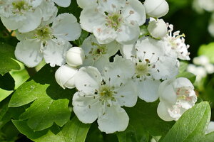 Bild einer Blume mit weißen Blüten