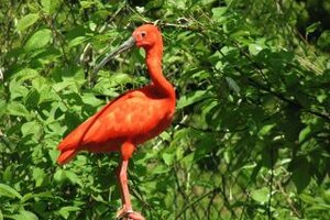 Roter Ibis