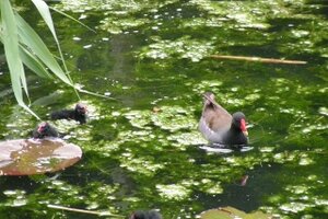 Vogel- und NaturschutzTierpark