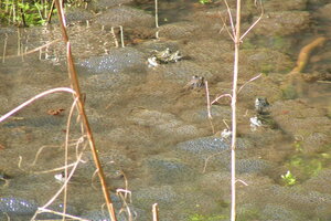 Amphibienwanderung