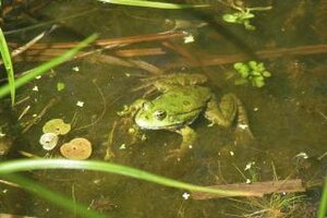 Grünfrosch