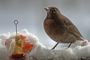 Amsel