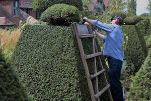 Zierschnitt einer Hecke, Mann mit Gartenschere auf einer Leiter