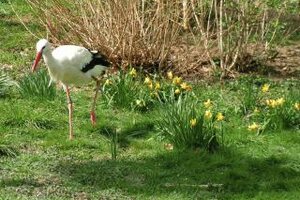 Storch auf einer Wiese mit Narzissen