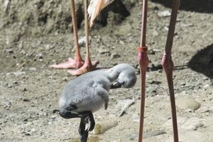 Vogelpark Jungtiere