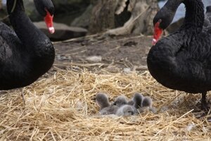 Vogel- und NaturschutzTierpark