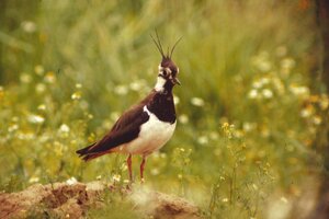 Ausstellung heimischer Vögel