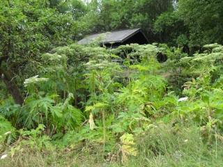 Bekämpfung der Herkulesstaude