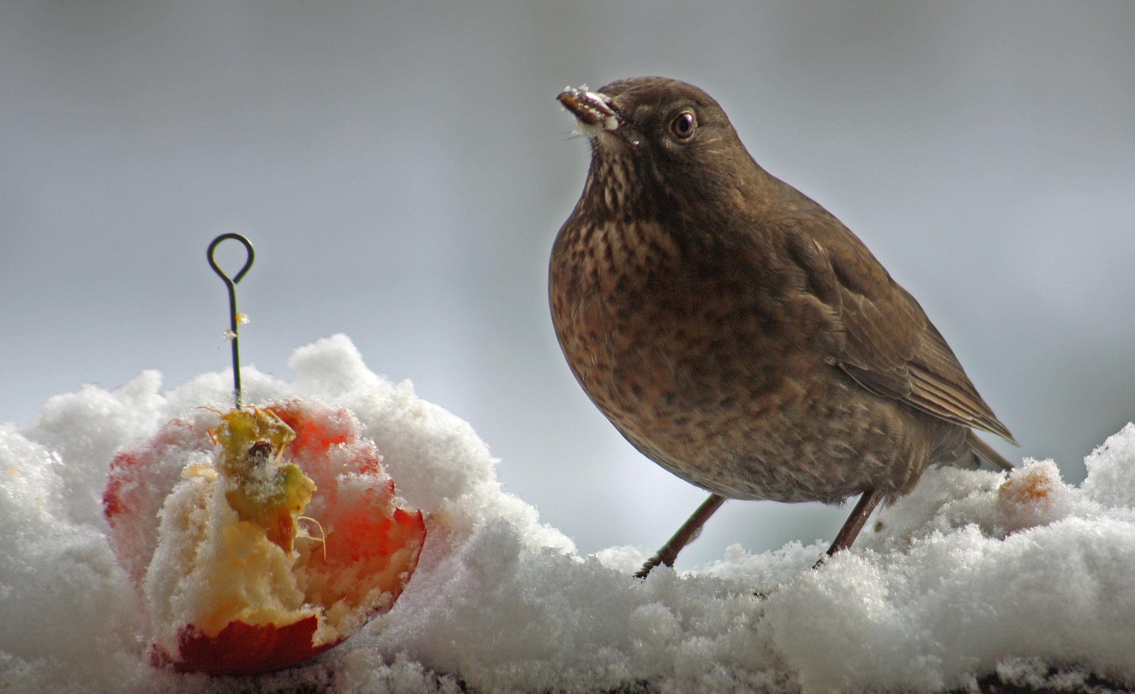 Amsel