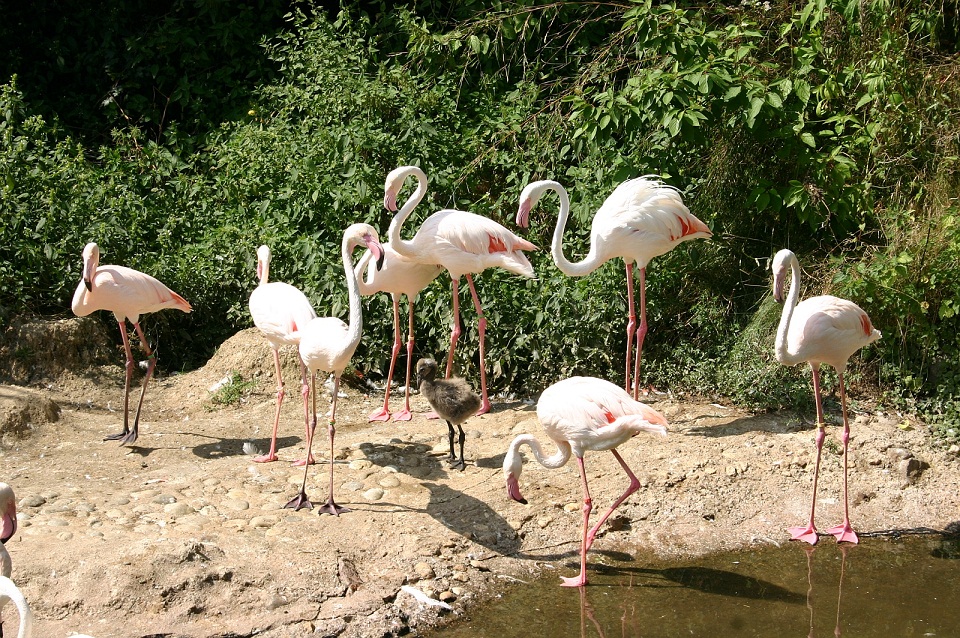 Zootag im Vogelpark