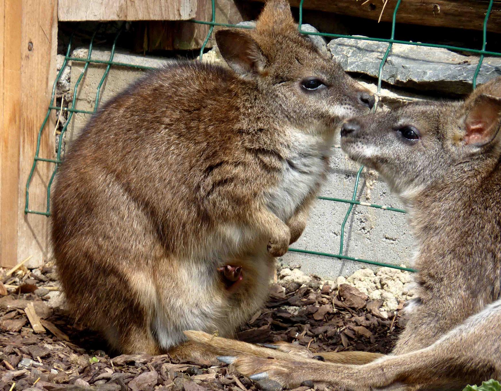 Vogelpark Saisoneröffnung