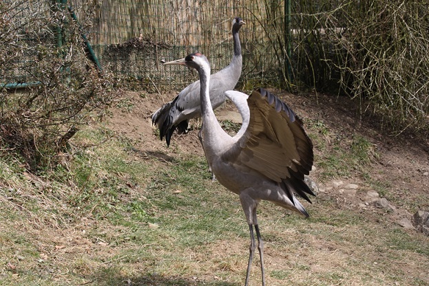 Vogelpark, Uckersdorf, Tierpark, Naturschutzpark, Öffnungszeiten