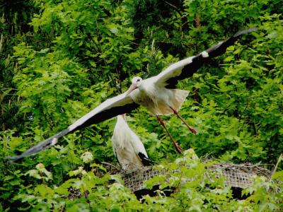 Fliegender Storch