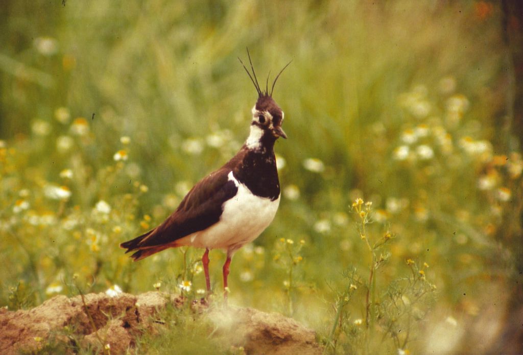 Ausstellung heimischer Vögel