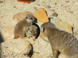 Vogel- und NaturschutzTierpark