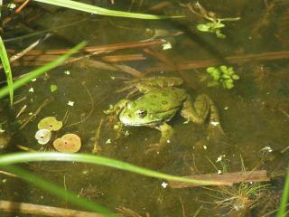 Grünfrosch