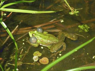 Grünfrosch im Teich