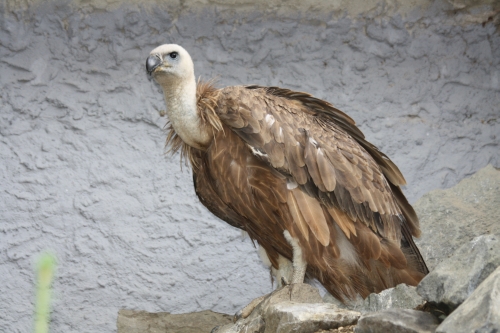 Reise mit dem Vogelparkverein