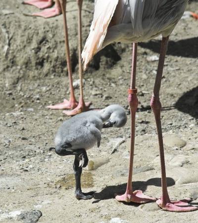 Vogelpark Jungtiere