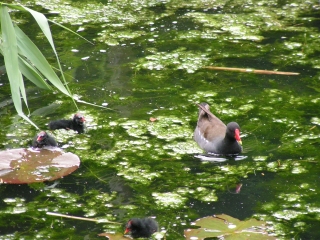 Vogel- und NaturschutzTierpark