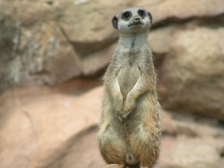 Kindertag im Vogelpark