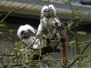 Biodiversität