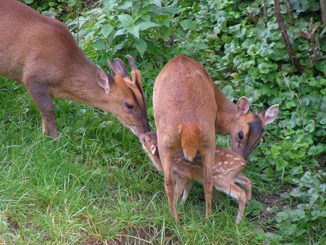 Vogelpark, Uckersdorf, Tierschutzpark, Tierpark, Tiere, Muntjak, Tiergeburt