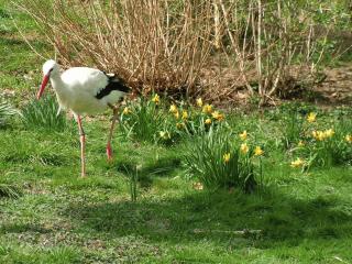 Storch auf einer Wiese mit Narzissen