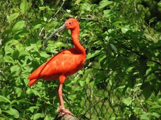 Roter Ibis