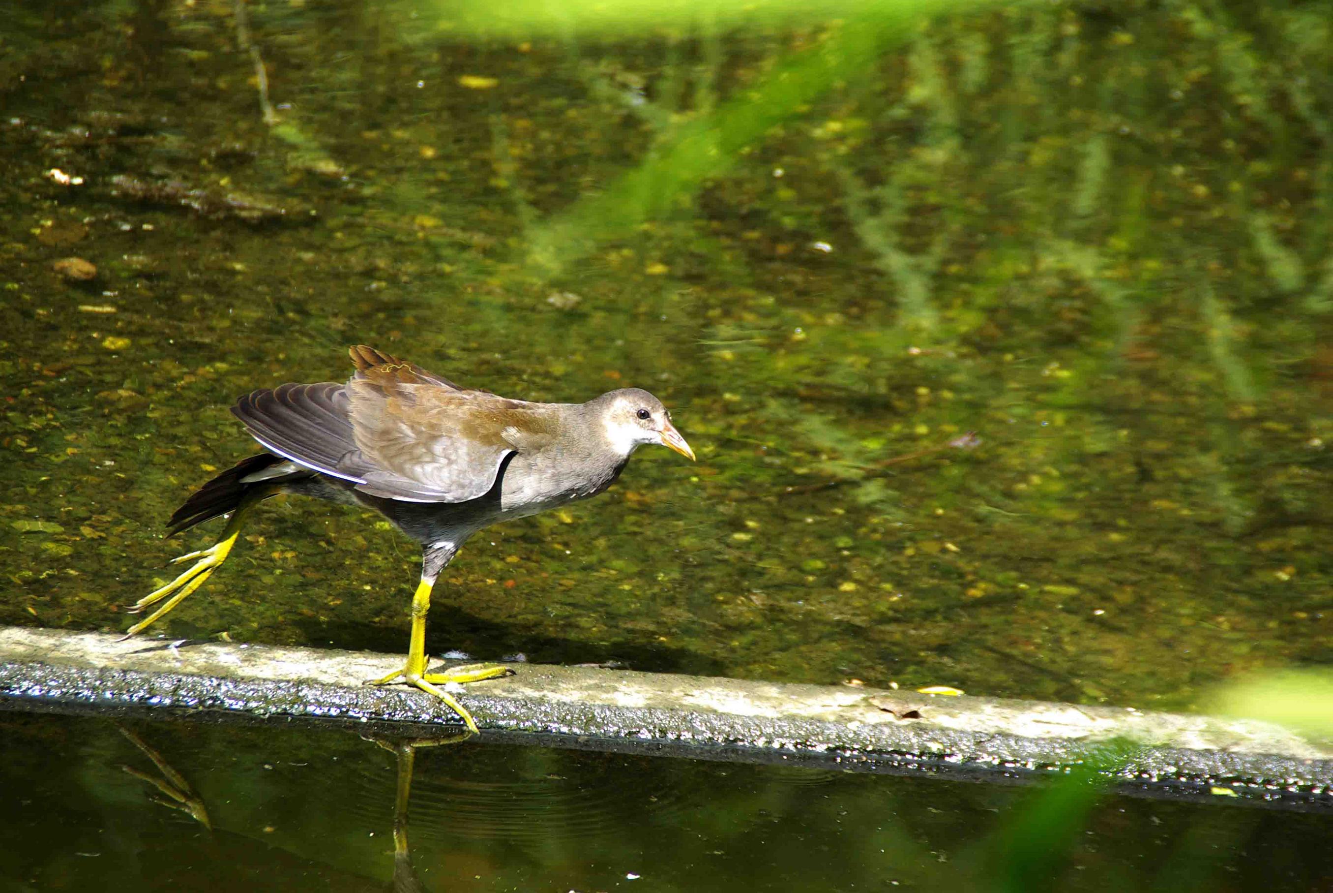 Teichhuhn