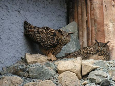 Eulen im Vogelpark Herborn