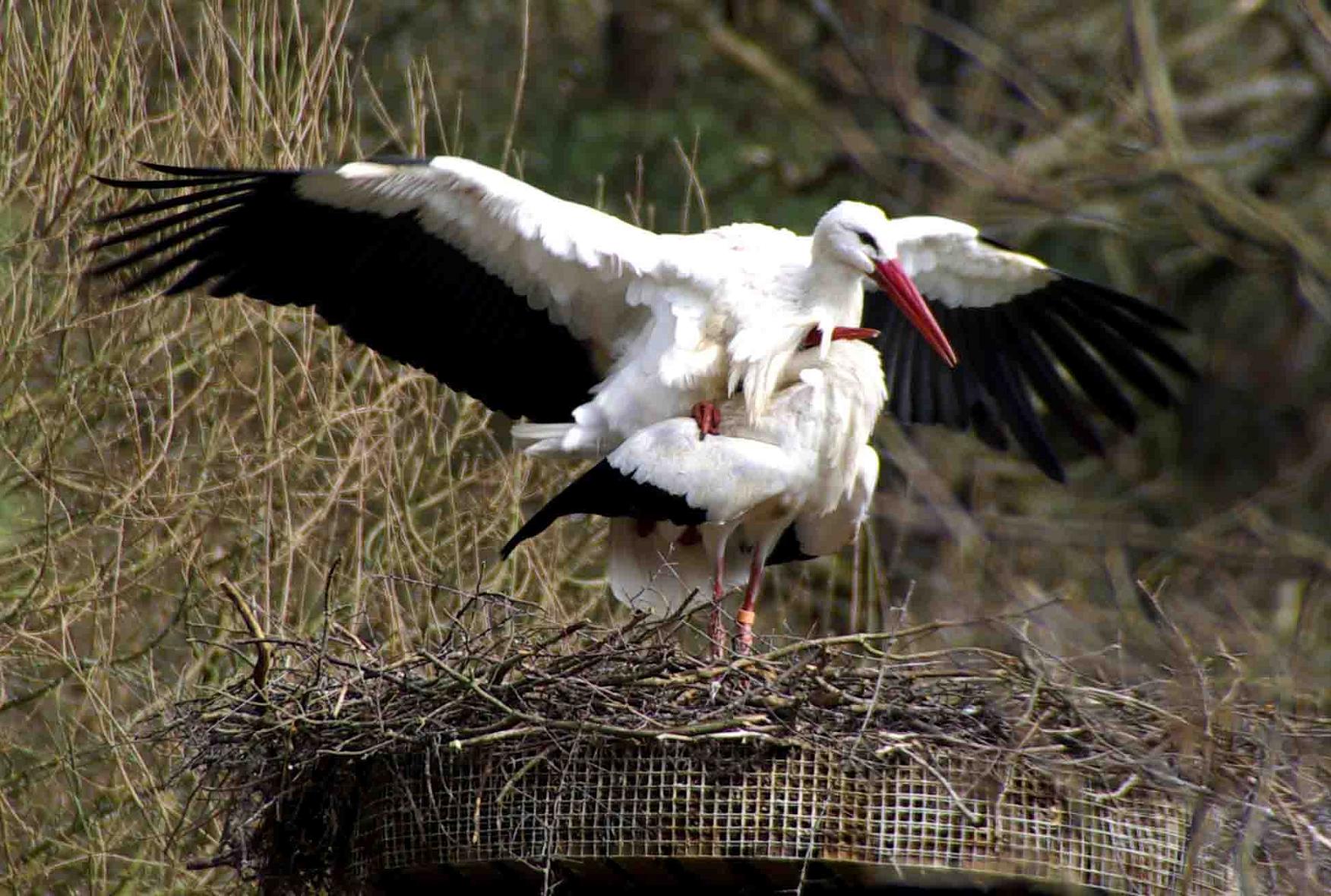 Einladung zur vogelkundlichen Wanderung am 17. April