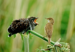 Vogel- und NaturschutzTierpark