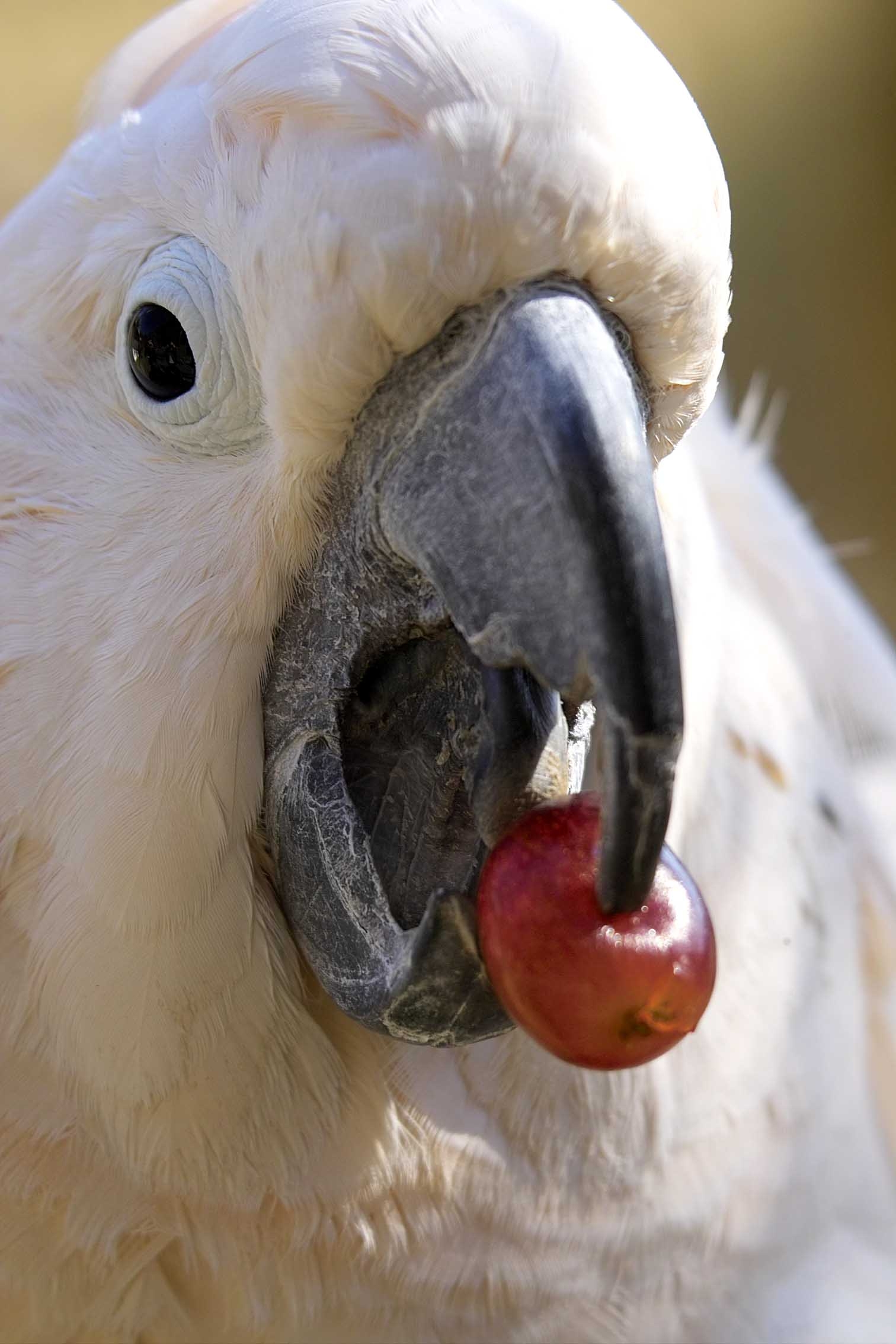 Erfolgreiche Saisoneröffnung des Vogelpark Herborn