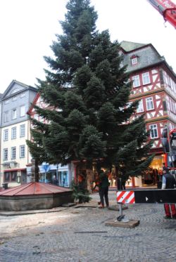 Weihnachtsbaum Marktplatz