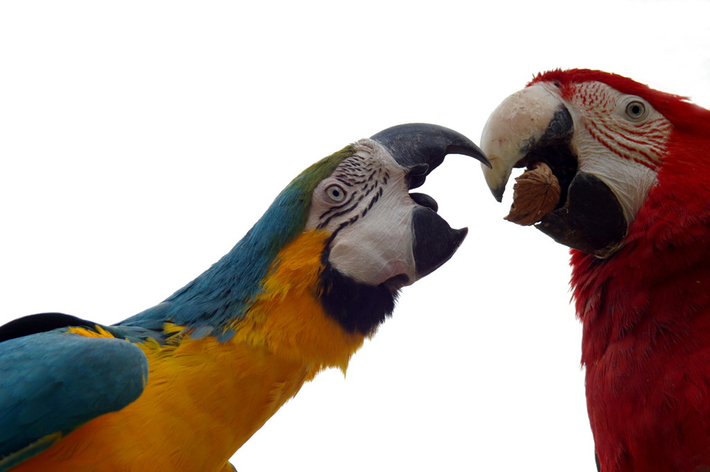 Vogelpark Herborn: Jahreskarten auch schon vor der Saisoneröffnung in der Schlossbuchhandlung in Herborn erhältlich