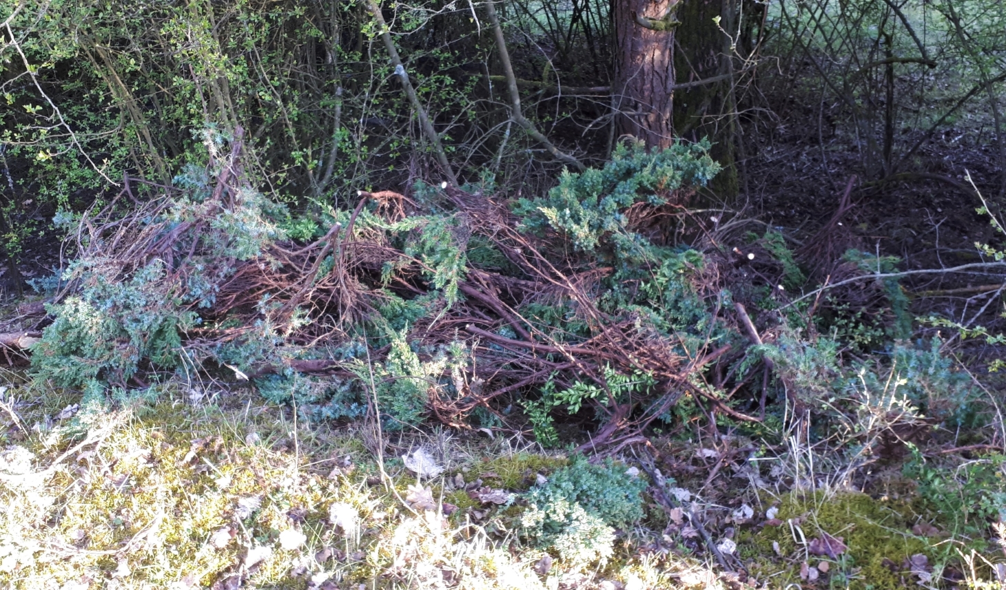 Illegal entsorgter Grünschnitt in der Natur.